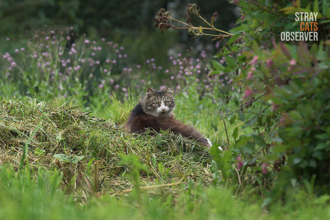 A fluffy tabby cat lies on a mown grass pile on a cloudy day