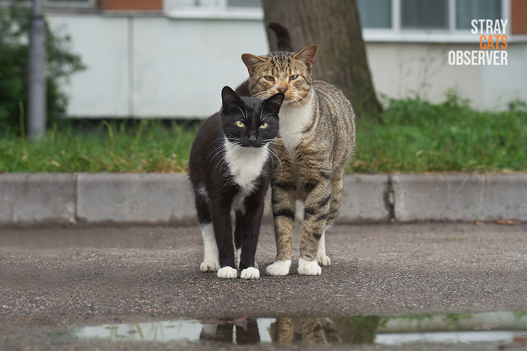 Two cats stand close to each other in front of a puddle and look at us