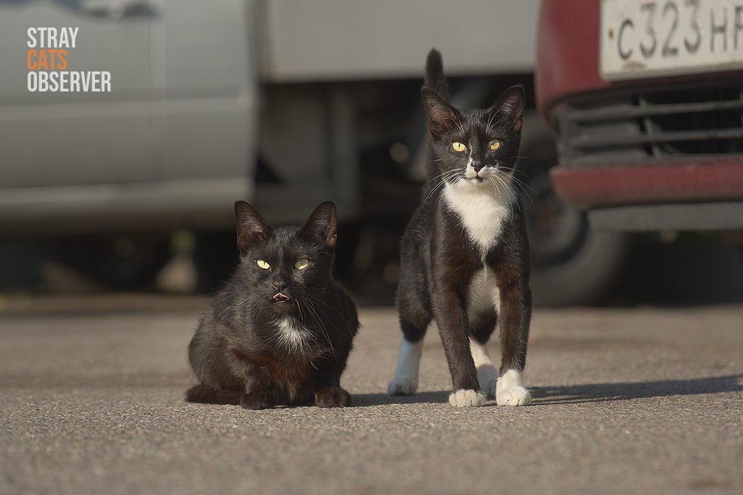 Two black and white cats stared at us in surprise