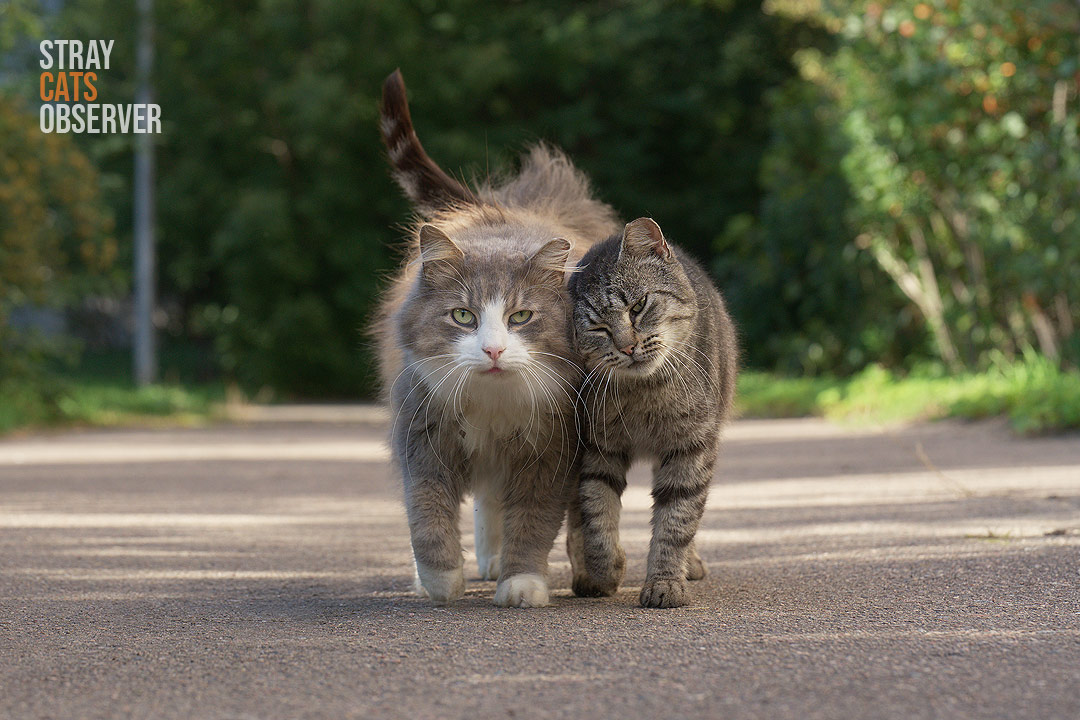 Two cats approach us side by side