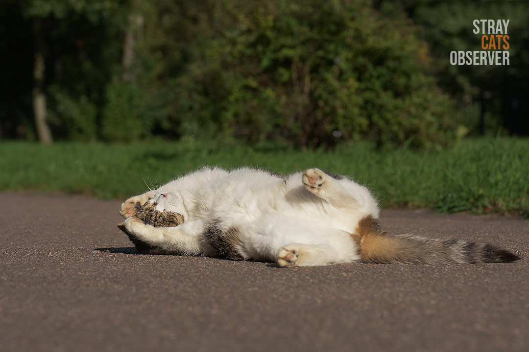 A tabby and white cat basks in the sun, clasping its head with its paws