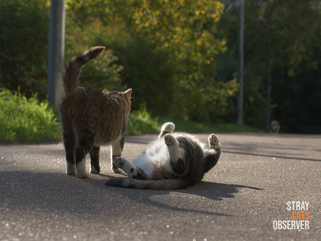 A tabby cat stands with his back to us and looks at the cat in the distance, and a tabby cat next to him has fallen on her side with her paws raised