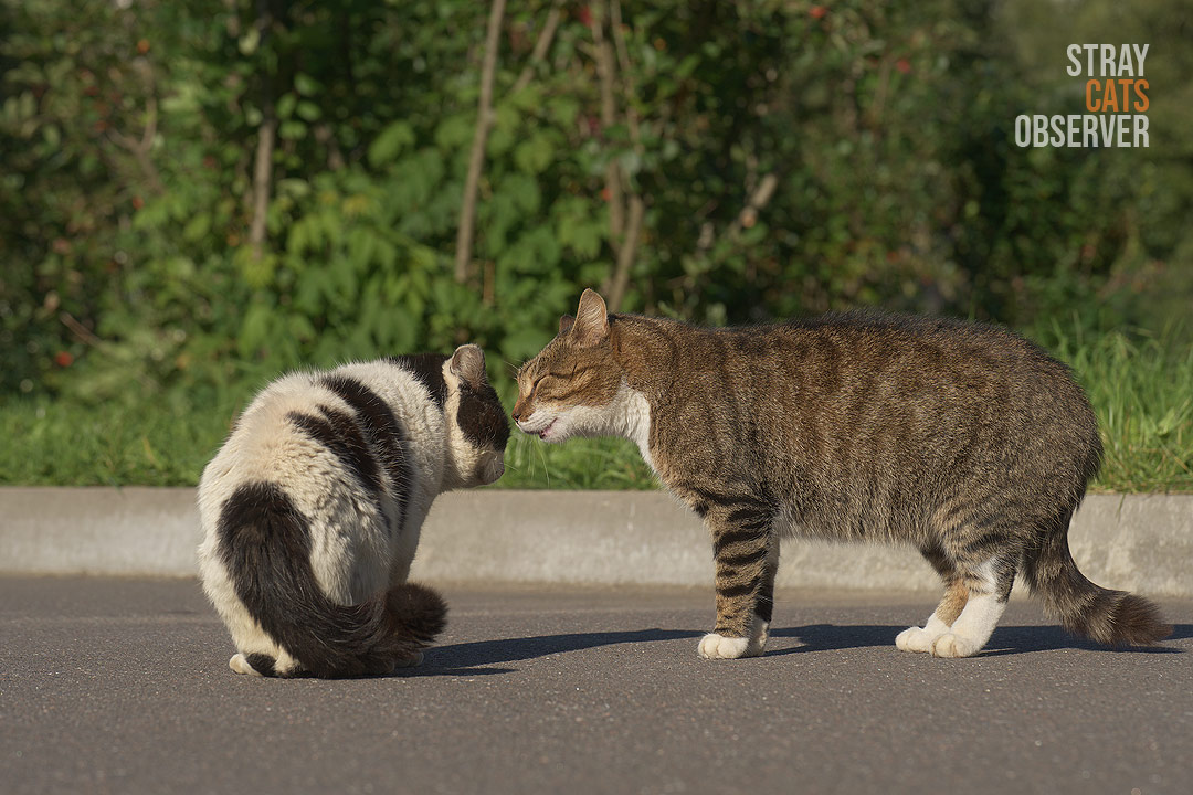 Tabby cat came up to talk to a cow cat