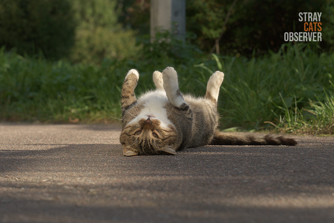 Tabby cat lies on its back with its paws up and looks at us