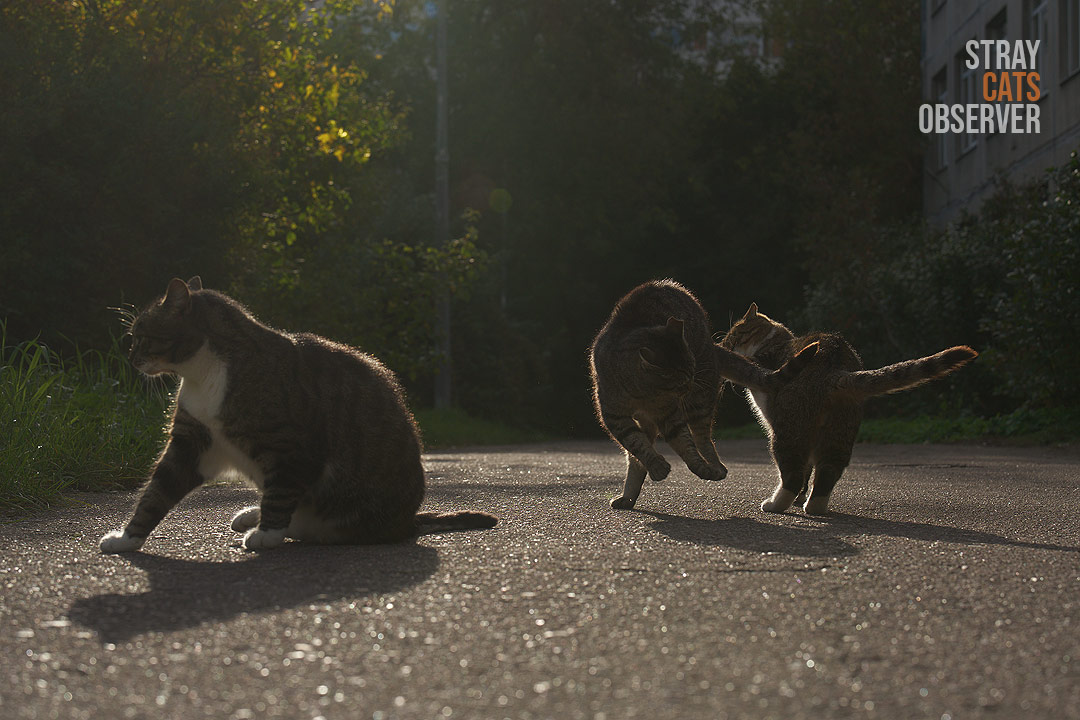 Two cats playfully fight in the bright sun (part one)