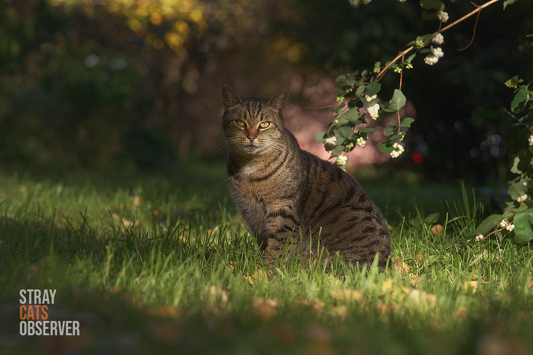 A tabby cat sitting in the shade of bushes, partially illuminated by the rays of the autumn sun